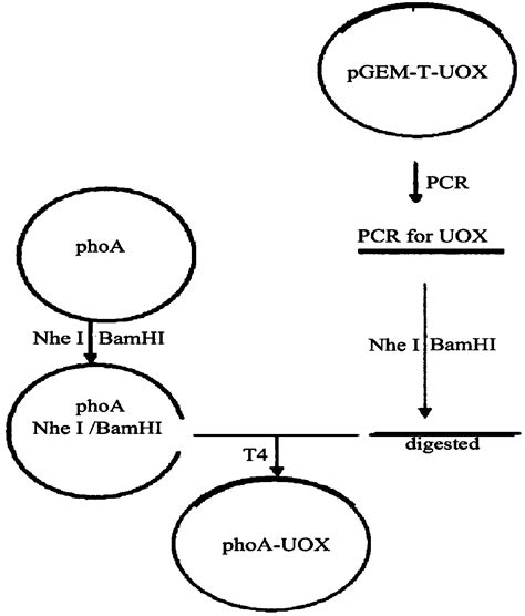 Nucleotide sequence and expression vector of encoded recombinant urate oxidase protein - Eureka ...