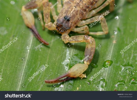 2,371 Scorpion eyes 图片、库存照片和矢量图 | Shutterstock