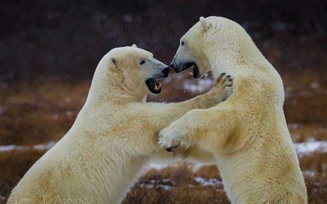 bear, Battle, Predator, Polar Wallpapers HD / Desktop and Mobile Backgrounds