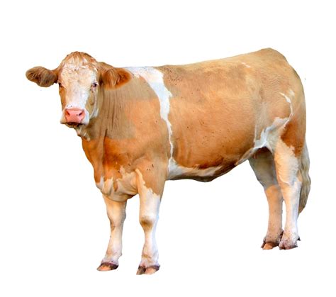 Image result for Cow Using Shapes On Python Turtle