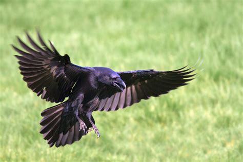 Raven | Tekken Wiki | Fandom