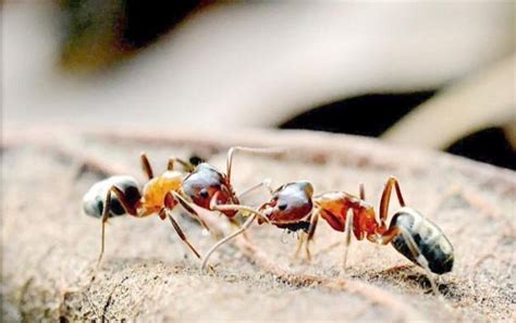 蚂蚁高清图片下载-正版图片500139389-摄图网