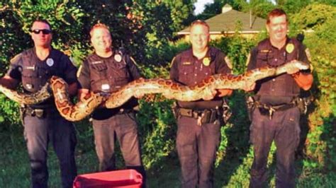 Image result for Python Attack Cat