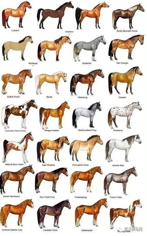 关于马的分类，你了解多少？_腾讯新闻