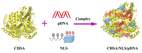 An Effective Cationic Human Serum Albumin-Based Gene-Delivery Carrier ...