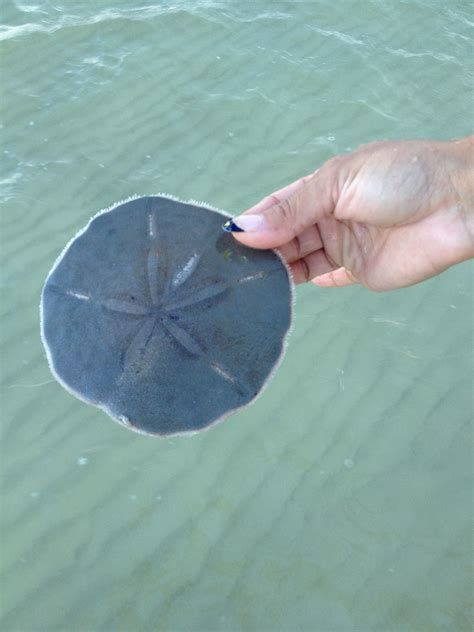 Sand Dollar Alive In Water