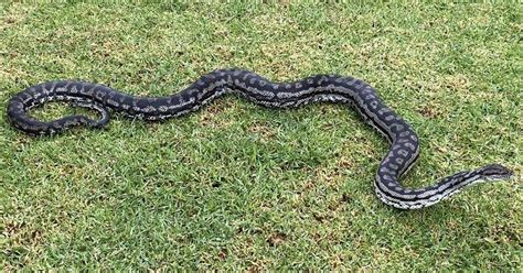 Image result for Large Python Cage