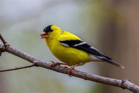 American Goldfinch Nest