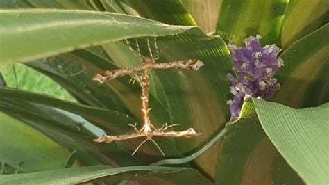 Eye on Nature: Mating moths, frilly fungus, the dreaded giant hogweed ...