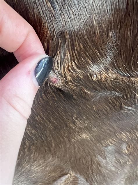 strange bumps on my horses chest : r/Equestrian