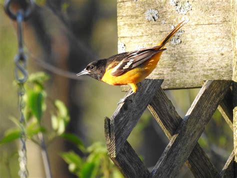 Northern Oriole Flying