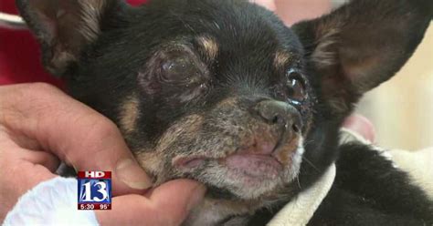 Image result for Exploding Chihuahua