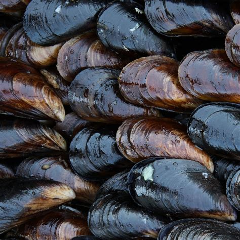 Live P.E.I. Mussels 1lb+ | Prince Edward Island Mussels | Pelican ...