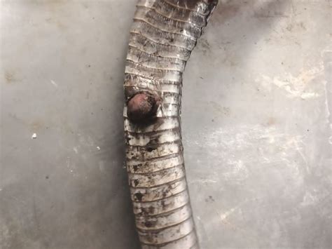 Injured cobra rescued in Devgadh Baria | દેવગઢ બારિયામાં ઘાયલ કોબ્રાનો ...