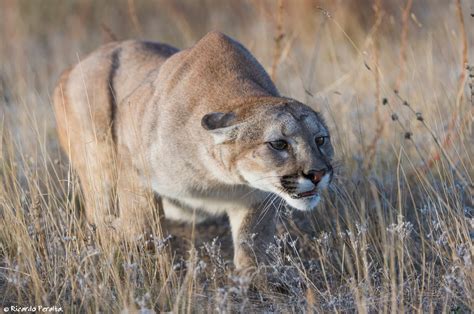 Ricardo Peralta. Fotógrafo de Naturaleza: Puma o león de montaña