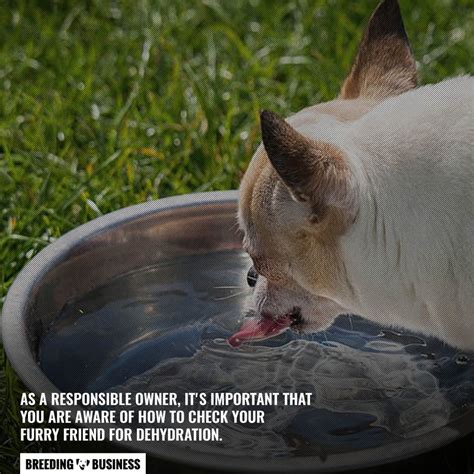 Dehydration In Dogs – Causes, Symptoms, Solutions, Rehydration & FAQ