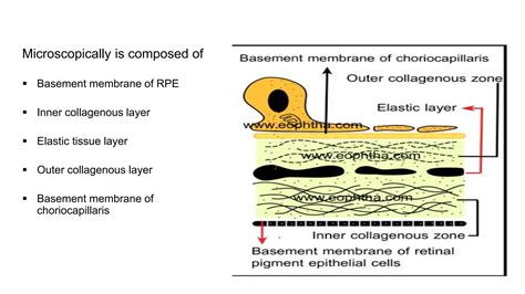Anatomy of uvea UVEA of ophthalmology.pptx