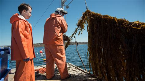 Brackish Water: Where Fresh Water Rivers Meet A Salt Water Sea