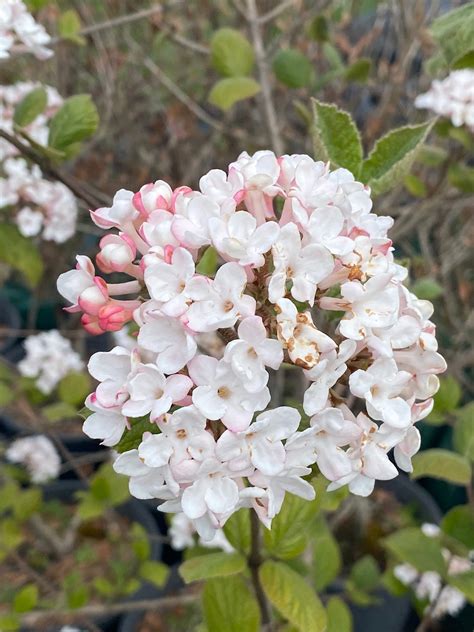 Viburnum carlesii - Korean Spice - Elswood Rare Plants
