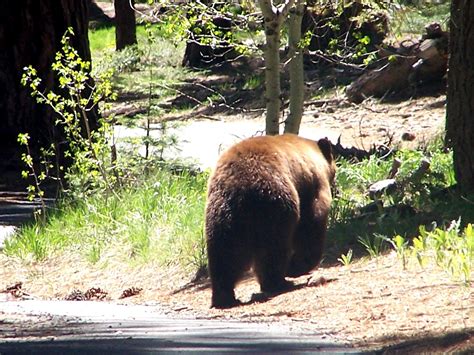 The Natural World: Bears and Bikes in Lake Tahoe