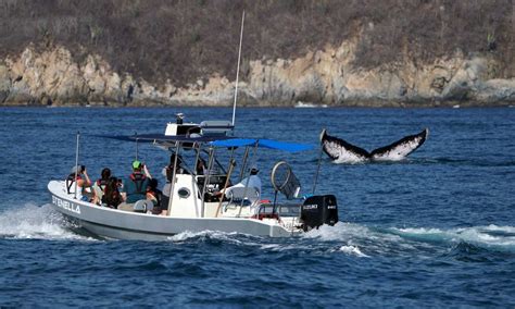 Huatulco Whale Watching Season Begins!, Marina Chahué, 70987 Huatulco ...