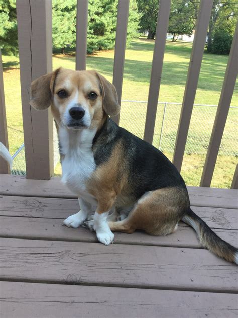 Beagle Corgi Mix