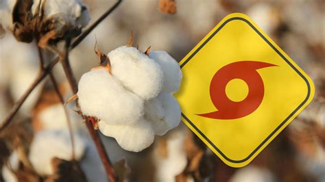 Cotton Industry 的图像结果