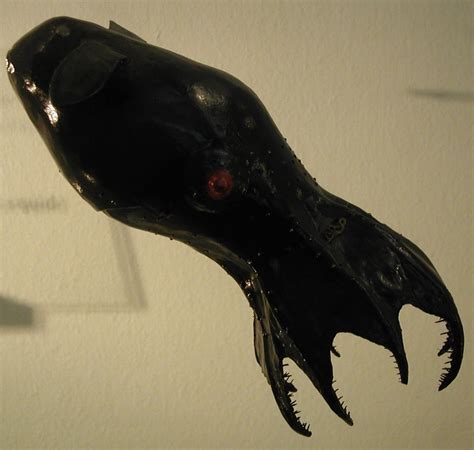 How Did the Vampire Squid Get its Name?