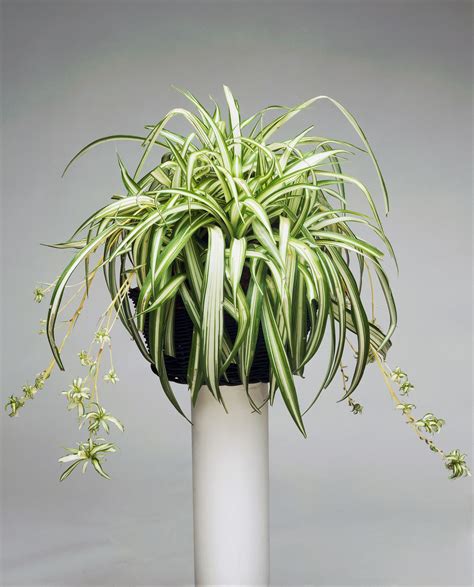 Houseplants and 2025 astrology: Here's your Zodiac-inspired green guide ...