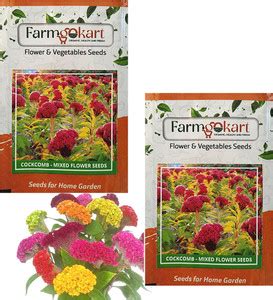 farmgokart | 2 Packets Of COCKSCOMB - MIXED Flower Seeds | Terrace And ...