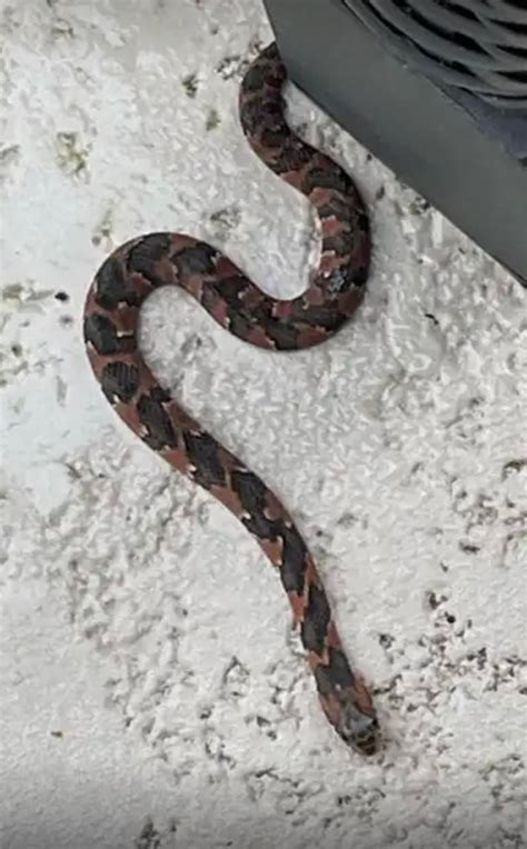 Snake ID [gulf coast Alabama]. : r/whatsthissnake