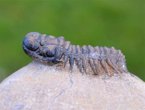 Trilobite - Crotalocefalina (Crotalocephalus) gibo - | Ubuy India