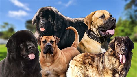 9 Best Large Dog Breeds EN Pet YOLO