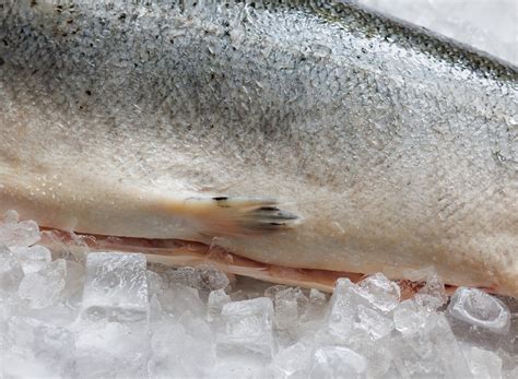 Whole Fresh Salmon - Fresh Fish Online - Wright Brothers Home Delivery