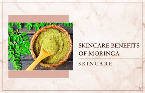 Just Herbs Moringa Benefits - Why You Must Look for Moringa in Your ...