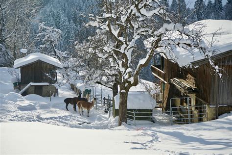 Lamatrekking | Saalbach Hinterglemm