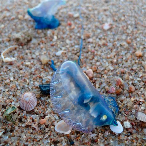 Blue Bottle Jellyfish On Beach