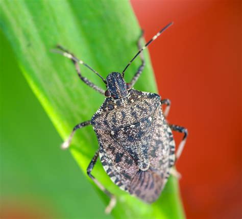 Stink Bugs - Golden Hills Pest control