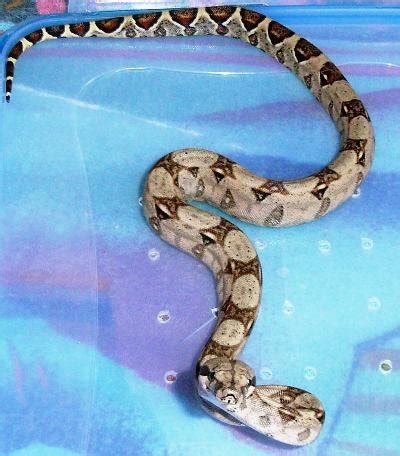 Tiere Kleinanzeigen Weidhausen bei Coburg Anzeigenmarkt Weidhausen bei ...