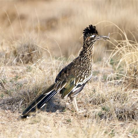 Road Runner Run 的图像结果