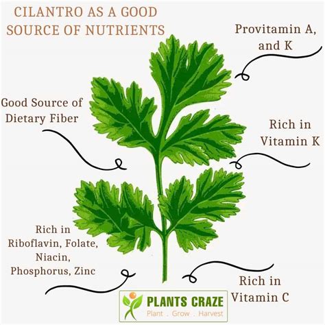 Is Cilantro Good For You
