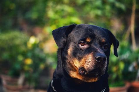 Comprehensive Guide to Rottweiler Lifespan and Care