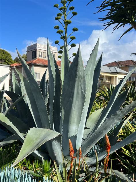 Agave Plant