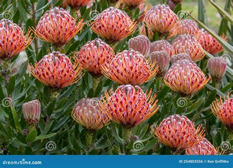 Protea Plant stock photo. Image of royal, botanic, southern - 254803556