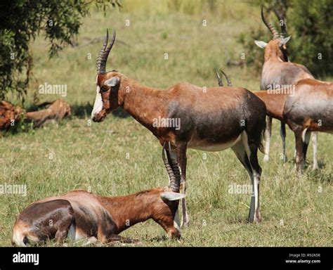 Antelopes in South African wildlife reserve Stock Photo - Alamy