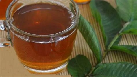 వర్షా కాలంలో జామ ఆకుల టీ తాగితే? - If you drink guava leaf tea in ...