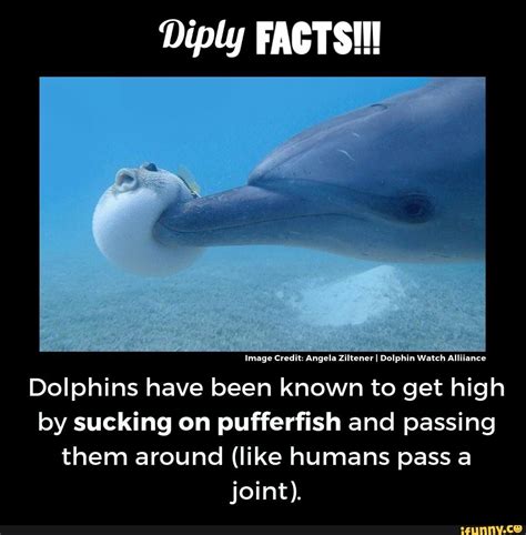 Dolphin 420 - Diply FACTS!!! Image Credit: Angela Ziltener I Dolphin ...