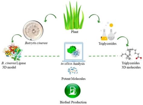 Computational Assessment of Botrytis cinerea Lipase for Biofuel Production