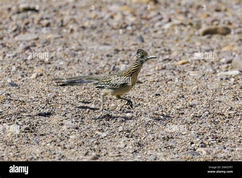 Lesser Road Runner Distribution Map 的图像结果