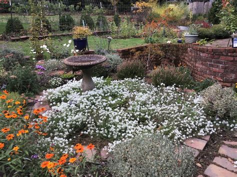 Solve Alyssum takeover jigsaw puzzle online with 252 pieces